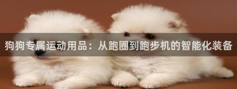 fb体育注册：狗狗专属运动用品：从跑圈到跑步机的智能化装备